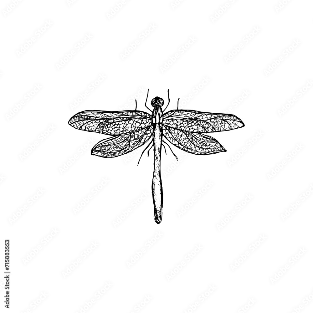 Hand drawn dragonfly insect isolated on white background Hand drawn dragonfly insect isolated on white background