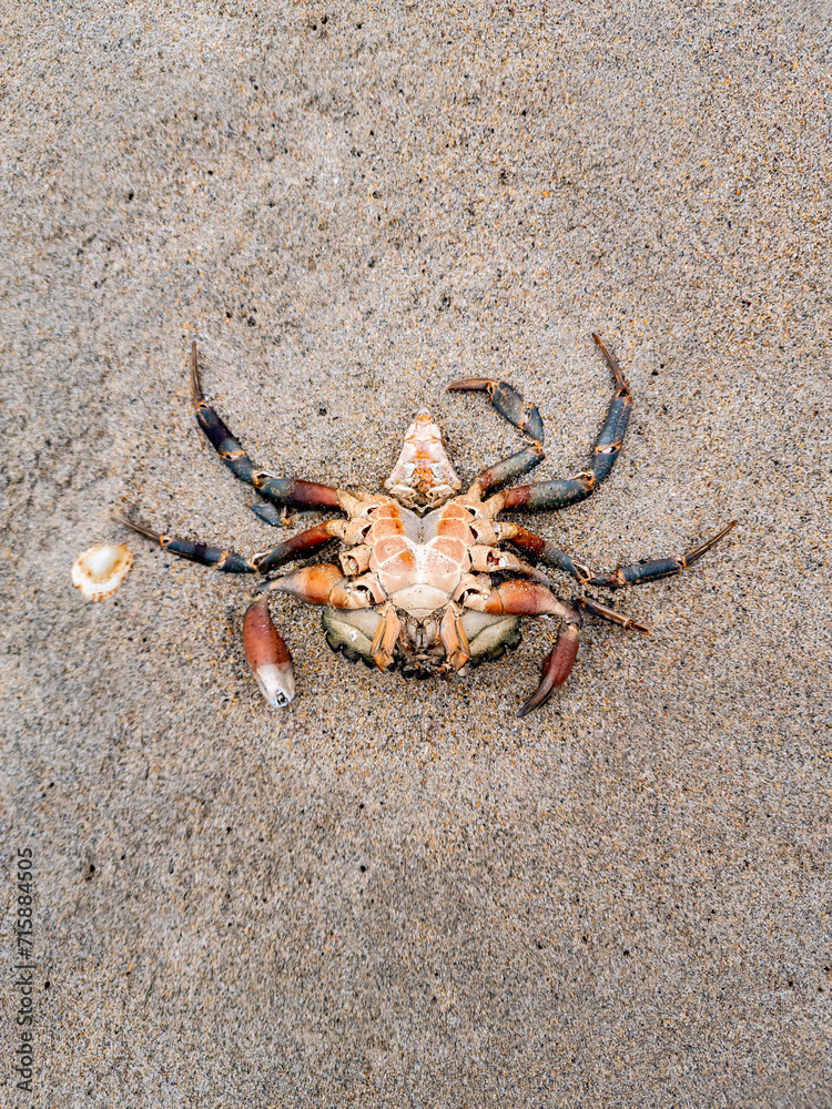 Upside down crustacean, crab, on the sandy beach