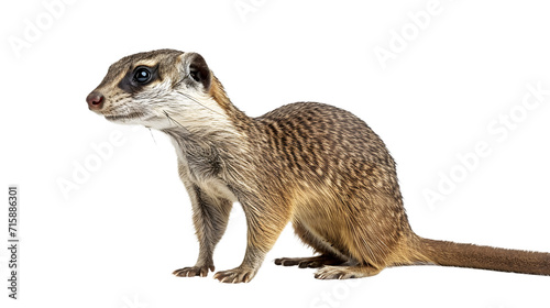 Close-Up Photo of Small Animal on White Background