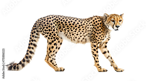 Cheetah Standing on White Background - Majestic Wildlife Photograph