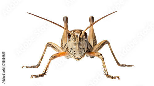 Close-Up of Bug on White Background