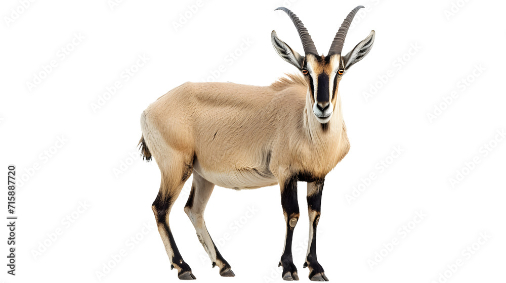 Antelope Standing in Front of White Background