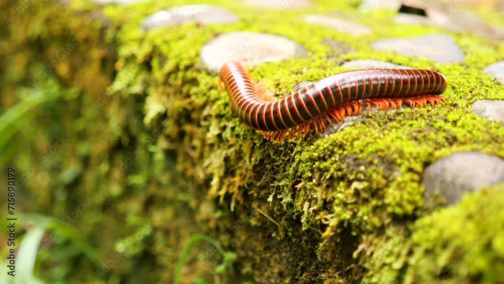 Red millipede or centipede walking on the rocks in Colombia. 4K footage Red millipede or centipede walking on the rocks in Colombia. 4K footage