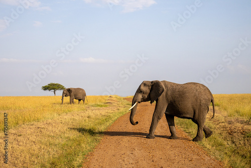 Group of African elephants in the wild