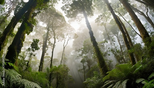 misty rainforest in monteverde cloud forest reserve photo