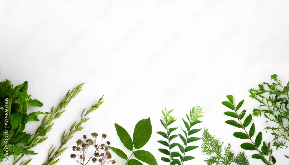 botanical design herbal banners on white background for wedding invitation business products web banner with leaves herbs