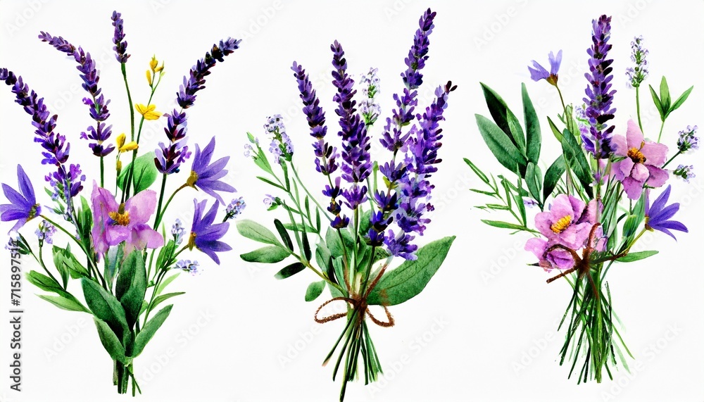 watercolor arrangements with flowers lavender bouquets with wildflowers leaves branches botanic illustration