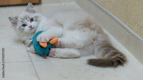 Mały kot rasy ragdoll. Kocię ragdoll. Mały kot. Mały kotek. Młody kot rasowy. Rasowe koty. Młody biały szary kot. Kot z niebieskimi oczami. Niebieskie oczy u kota.  photo