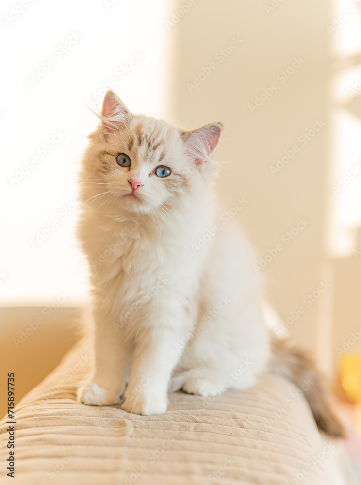 Mały kot rasy ragdoll. Kocię ragdoll. Mały kot. Mały kotek. Młody kot rasowy. Rasowe koty. Młody biały szary kot. Kot z niebieskimi oczami. Niebieskie oczy u kota. Mały kot rasy ragdoll. Kocię ragdoll. Mały kot. Mały kotek. Młody kot rasowy. Rasowe koty. Młody biały szary kot. Kot z niebieskimi oczami. Niebieskie oczy u kota.