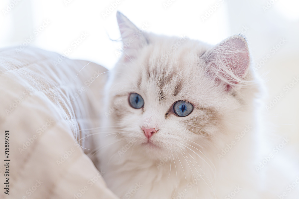 Mały kot rasy ragdoll. Kocię ragdoll. Mały kot. Mały kotek. Młody kot rasowy. Rasowe koty. Młody biały szary kot. Kot z niebieskimi oczami. Niebieskie oczy u kota. 