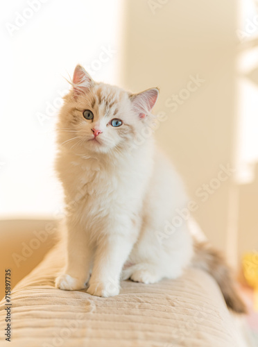 Mały kot rasy ragdoll. Kocię ragdoll. Mały kot. Mały kotek. Młody kot rasowy. Rasowe koty. Młody biały szary kot. Kot z niebieskimi oczami. Niebieskie oczy u kota.  © Daniel