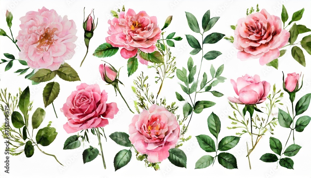 watercolor arrangements with garden roses collection pink flowers leaves branches botanic illustration isolated on white background - obrazy, fototapety, plakaty 