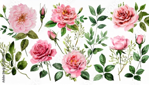 watercolor arrangements with garden roses collection pink flowers leaves branches botanic illustration isolated on white background #715899575