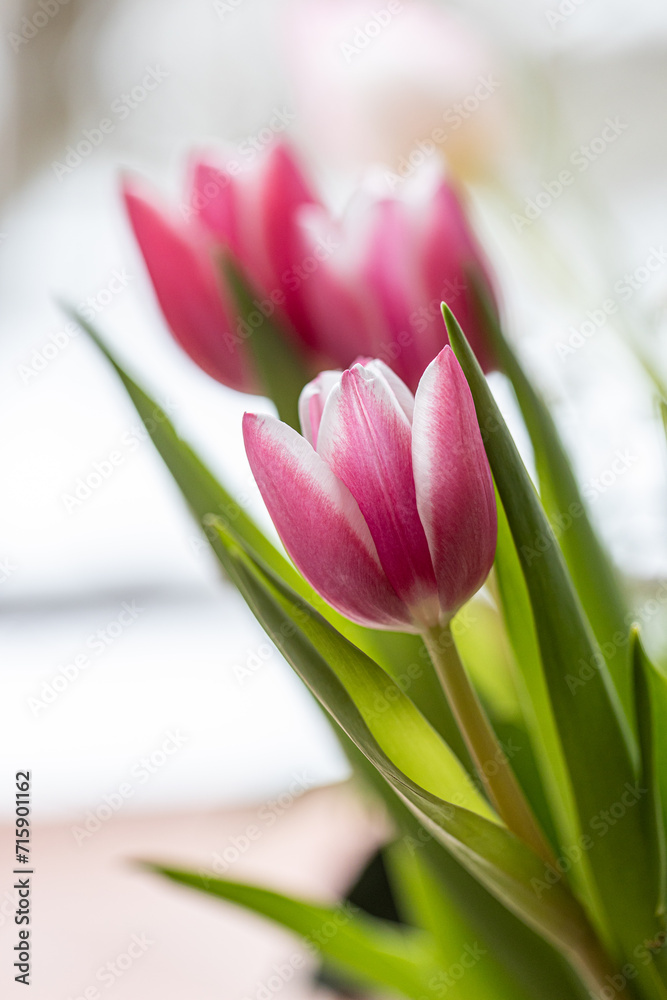 Beautiful closeup view of spring pink tulip flowers on soft blurred background in the garden. Soft and selective focus. High resolution macro. Isolated single pink and purple tulipa Beautiful closeup view of spring pink tulip flowers on soft blurred background in the garden. Soft and selective focus. High resolution macro. Isolated single pink and purple tulipa
