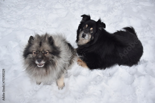 keeshond dog playing in snow