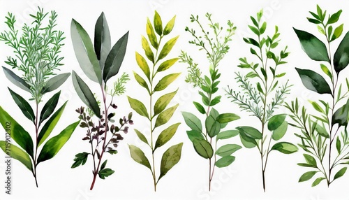Obraz na plátně set watercolor arrangements with garden herbs collection leaves branches botanic