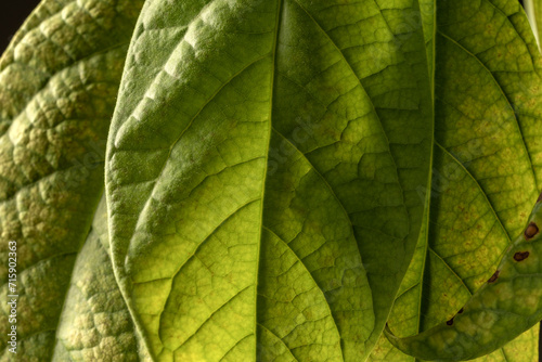 Detail shot of tropical avocado leaves, close up. Avocado seedling growing in a home garden.