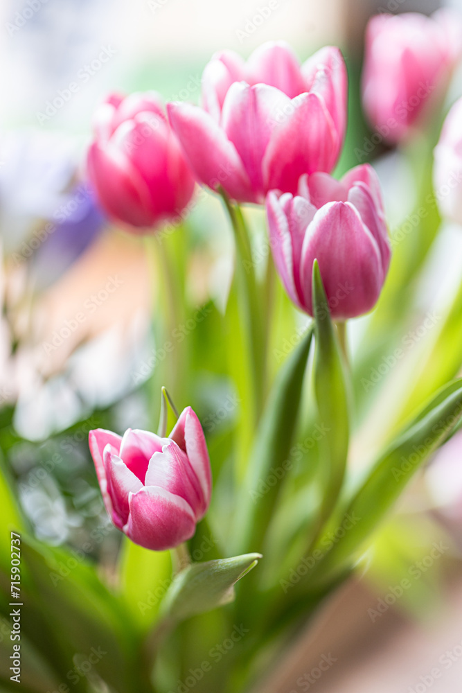 Tulips pink. A pair of pink tulips in a gentle embrace. A spring blurring background with bright tulips vertically . Macro. Tulipa. Liliaceae Family. Copy space Tulips pink. A pair of pink tulips in a gentle embrace. A spring blurring background with bright tulips vertically . Macro. Tulipa. Liliaceae Family. Copy space