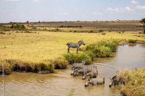 A group of zebras drinking water from a river under the blue sky in Kenya  Africa
