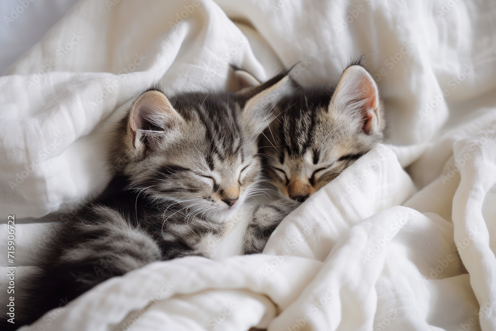 Couple fluffy kitten portrait relaxing on white blanket. Little baby gray and tabby adorable cat in love sleeping at home. Kittens have rest. Animal pet cats lie on bed Couple fluffy kitten portrait relaxing on white blanket. Little baby gray and tabby adorable cat in love sleeping at home. Kittens have rest. Animal pet cats lie on bed