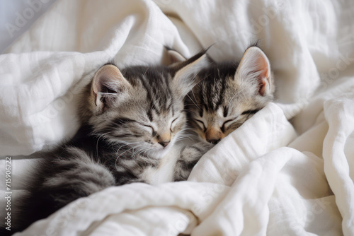 Couple fluffy kitten portrait relaxing on white blanket. Little baby gray and tabby adorable cat in love sleeping at home. Kittens have rest. Animal pet cats lie on bed