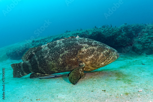 scuba diving photos, goliath grouper, west palm beach, fl