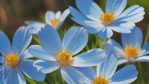 Growing and blooming field flowers in rural scene background. AI generated loop