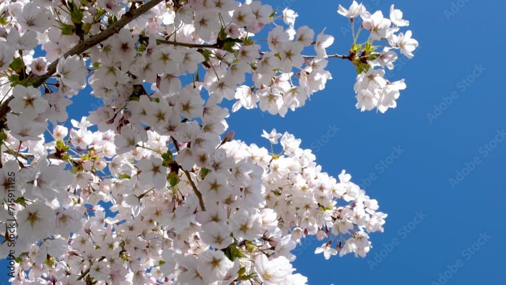 Blossom apple tree branch with white flowers on blue sky and bright sun background. Natural floral seasonal background. High quality 4k footage Blossom apple tree branch with white flowers on blue sky and bright sun background. Natural floral seasonal background. High quality 4k footage