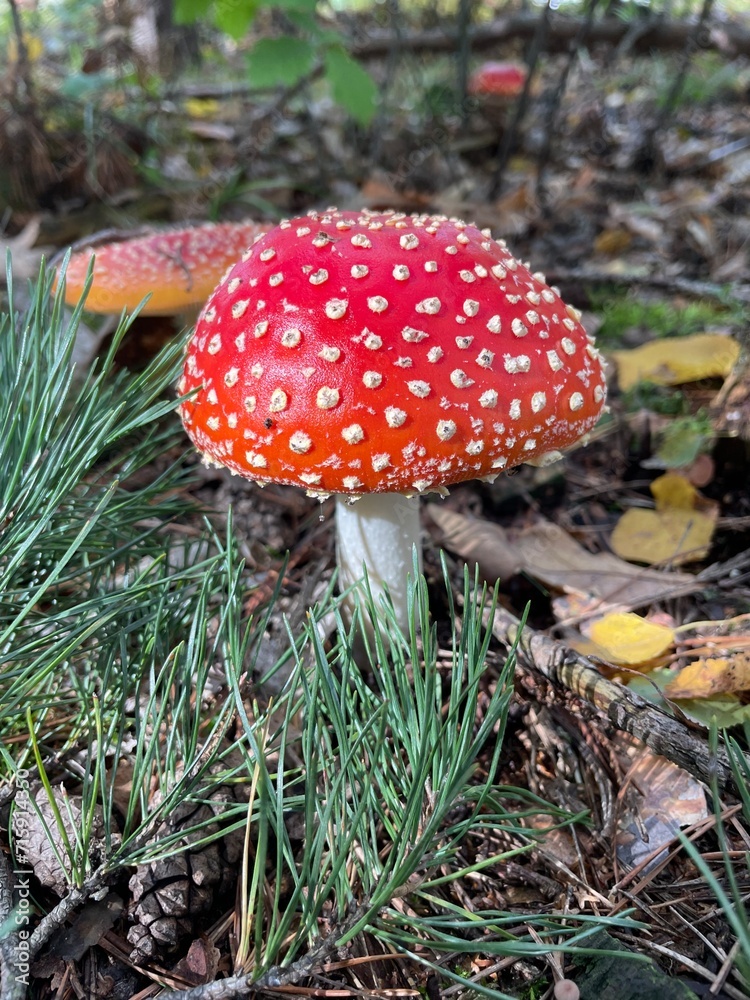 mushroom in the grass mushroom in the grass