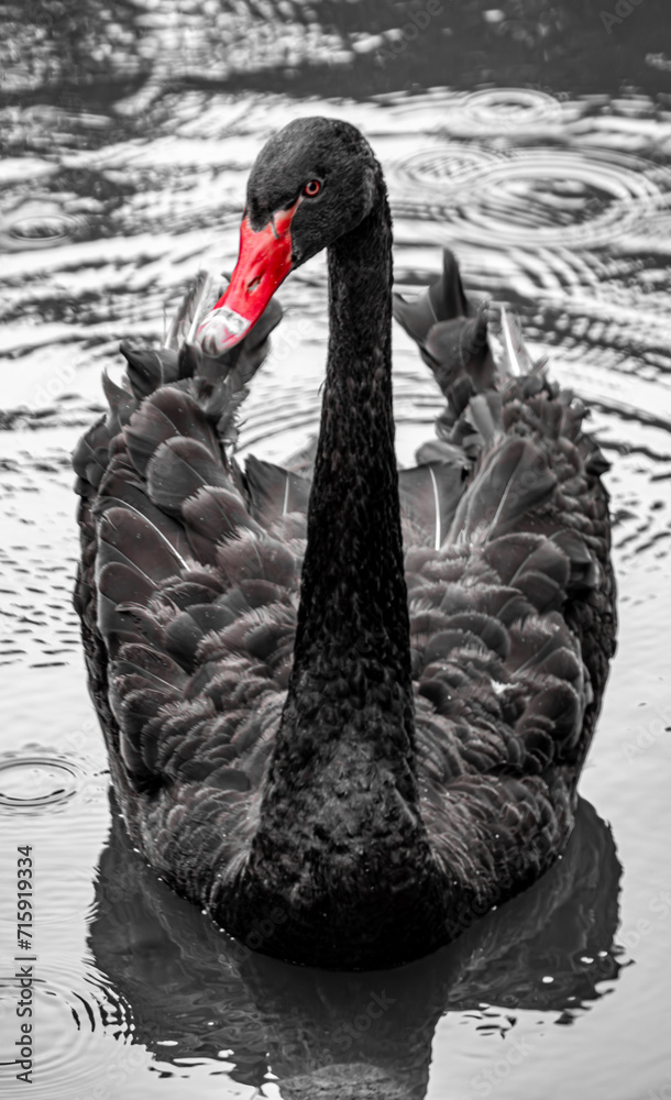 Fototapeta premium Trauerschwan.