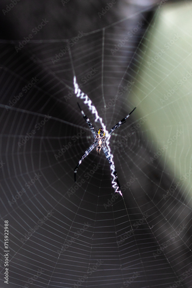 Obraz premium spider in a web