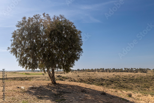 Olive tree on the mountainside and sheep in the gorge. Israel. Negev Desert.