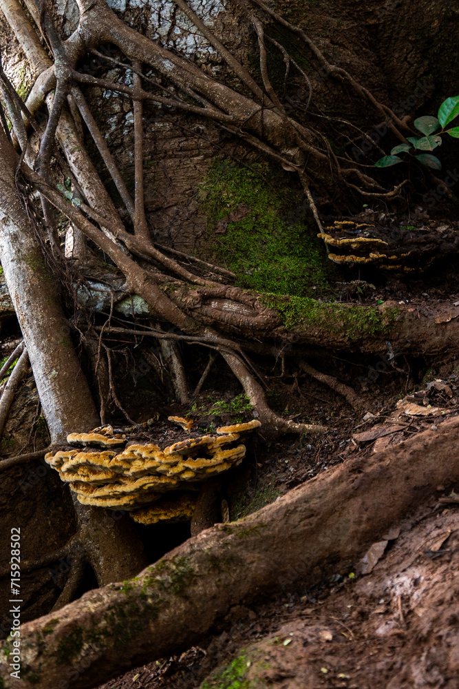 Obraz premium hawaiin views with mountains and valleys