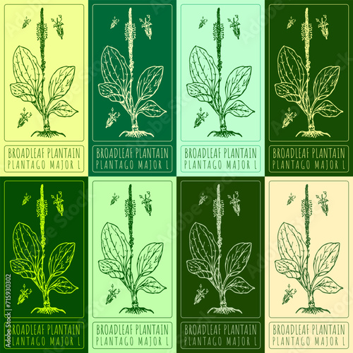 Set of vector drawings of BROADLEAF PLANTAIN in different colors. Hand drawn illustration. Latin name PLANTAGO MAJOR L. photo