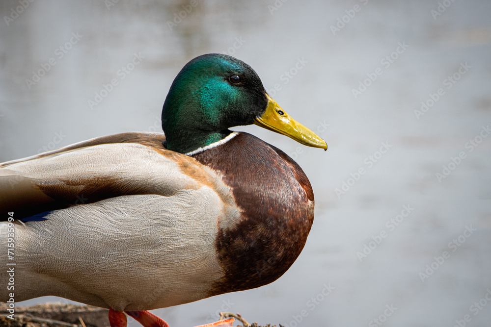 Obraz premium A male Mallard rests near the lake on a sunny spring day. Close-up portrait of a male mallard with grey water background and copyspace.
