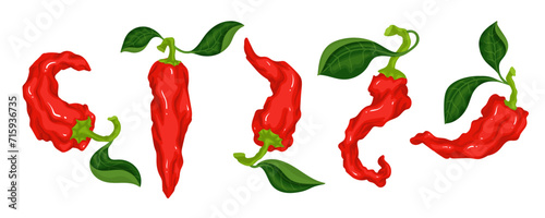 Set of ripe red chili peppers. Vector graphics.