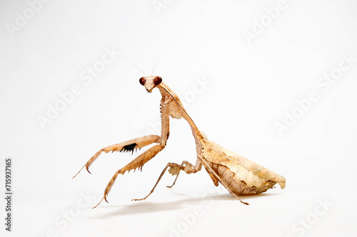 Weißes Totes Blatt - Gottesanbeterin // Dead leaf mantis (Deroplatys trigonodera)
 photo