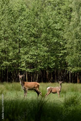 Fototapeta Naklejka Na Ścianę i Meble -  Two Deer Amidst the Lush Greenery of a Tranquil Forest
