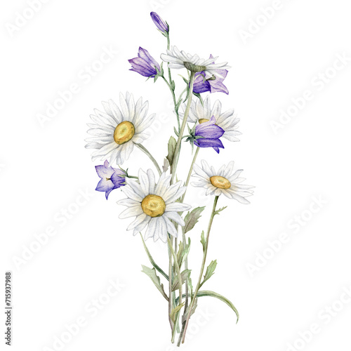 Watercolor Daisy and bluebell. Hand drawn illustration of Chamomile and little violet bell. bouquet of white blossom flowers on isolated background. Drawing botanical clipart. Painted wildflowers.