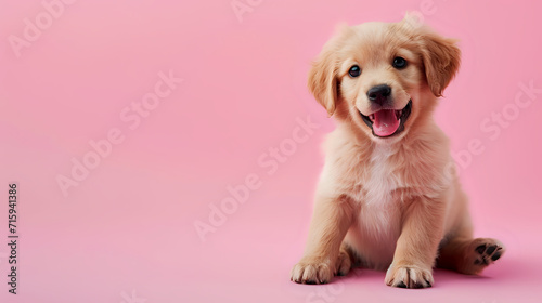 golden retriever puppy on pink