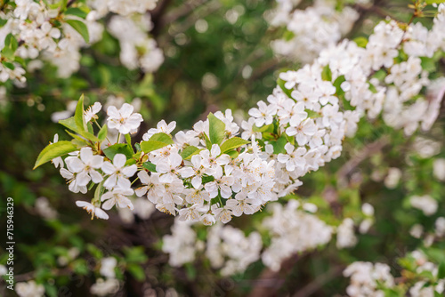 White cherry blossom flowers in spring. Spring flowering of trees