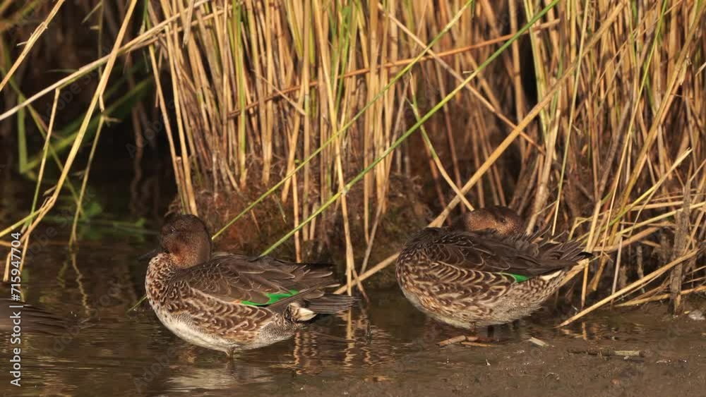Two female Eurasian teal (Anas crecca), common teal, or Eurasian green-winged teal polishing their feathers in a wetland