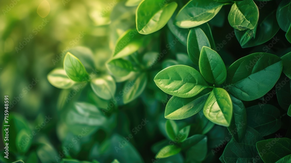 Nature of green leaf in garden at summer. Natural green leaves plants using as spring background Nature of green leaf in garden at summer. Natural green leaves plants using as spring background