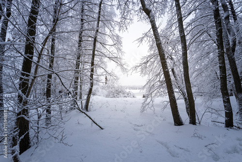 Fabulous winter forest after a snowfall.