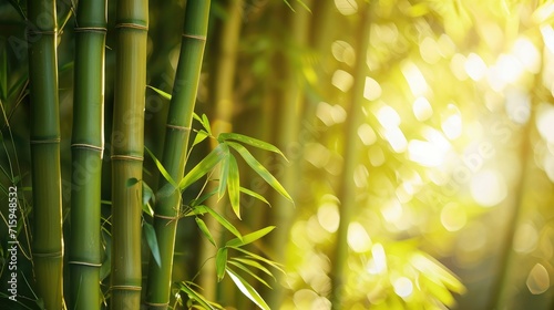 many bamboo stalks and light beam