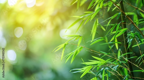 Nature of green bamboo tree in forest using as background bamboo leaves