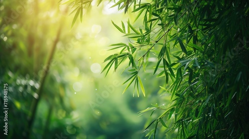 Nature of green bamboo tree in forest using as background bamboo leaves