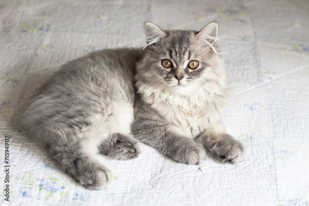 British white gray longhair cat relaxing and laying on bed. Domestic cat is resting and looking at camera	