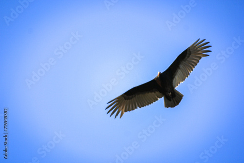 TurkeyVulture in Flight 