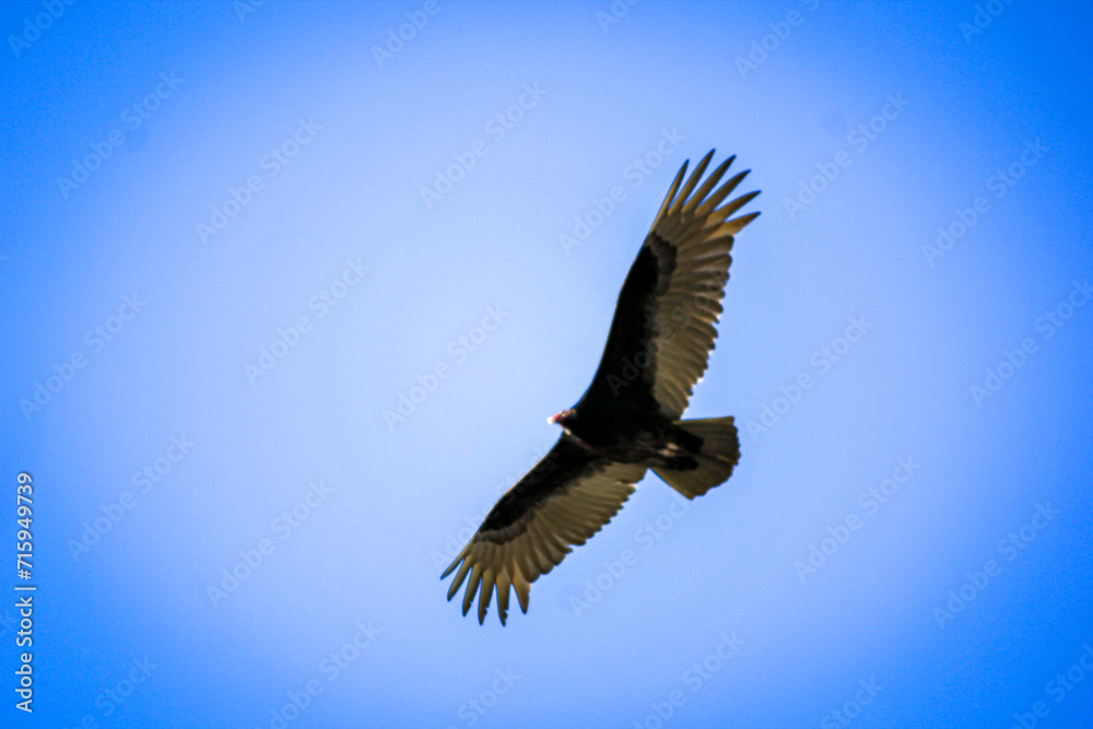 Obraz premium TurkeyVulture in Flight!